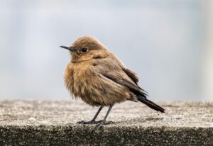 格安SIMのサポートをチャットで早く受ける方法は？