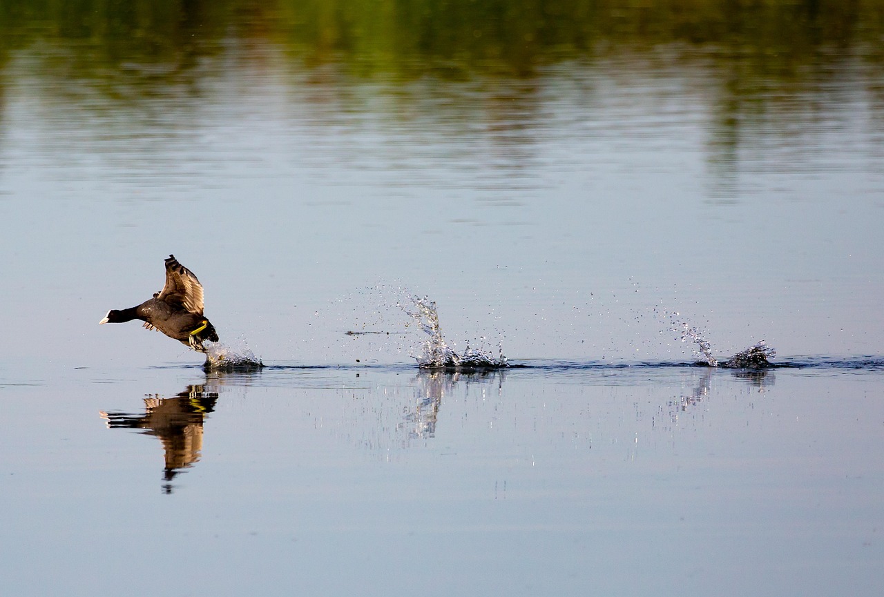 格安SIMのデータチャージ料金はどれくらいかかるの？