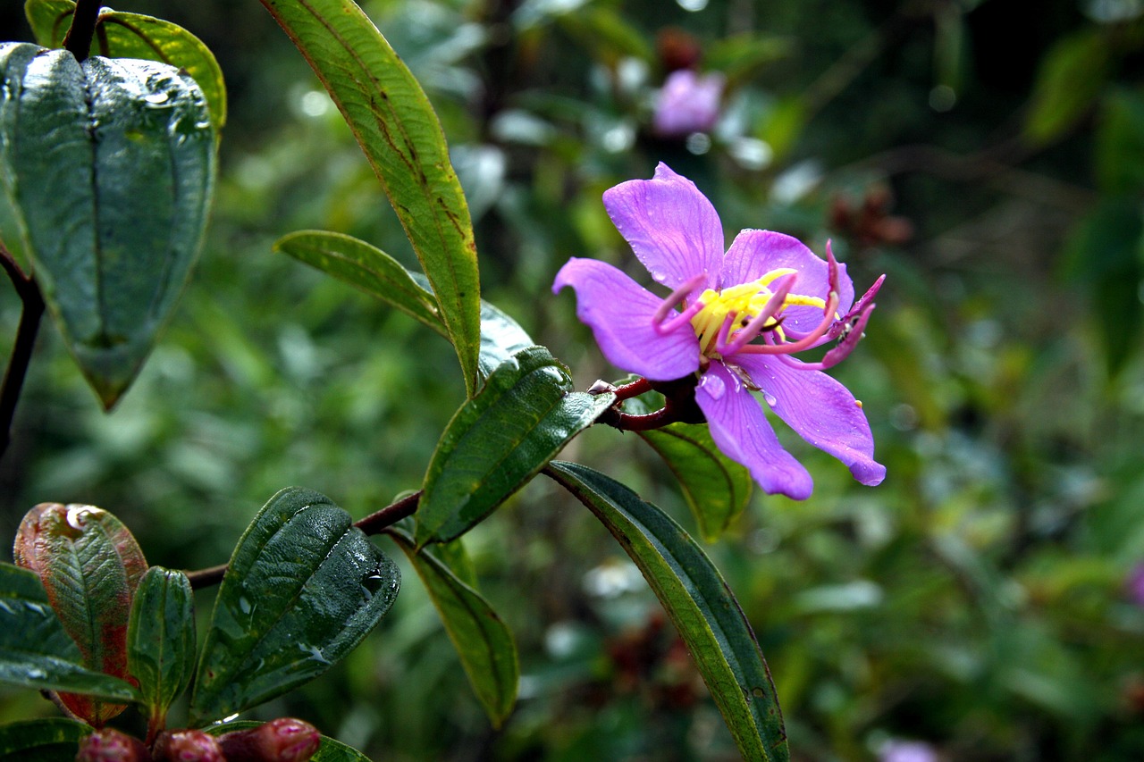 格安SIMの選び方と比較方法を徹底解説しますか？